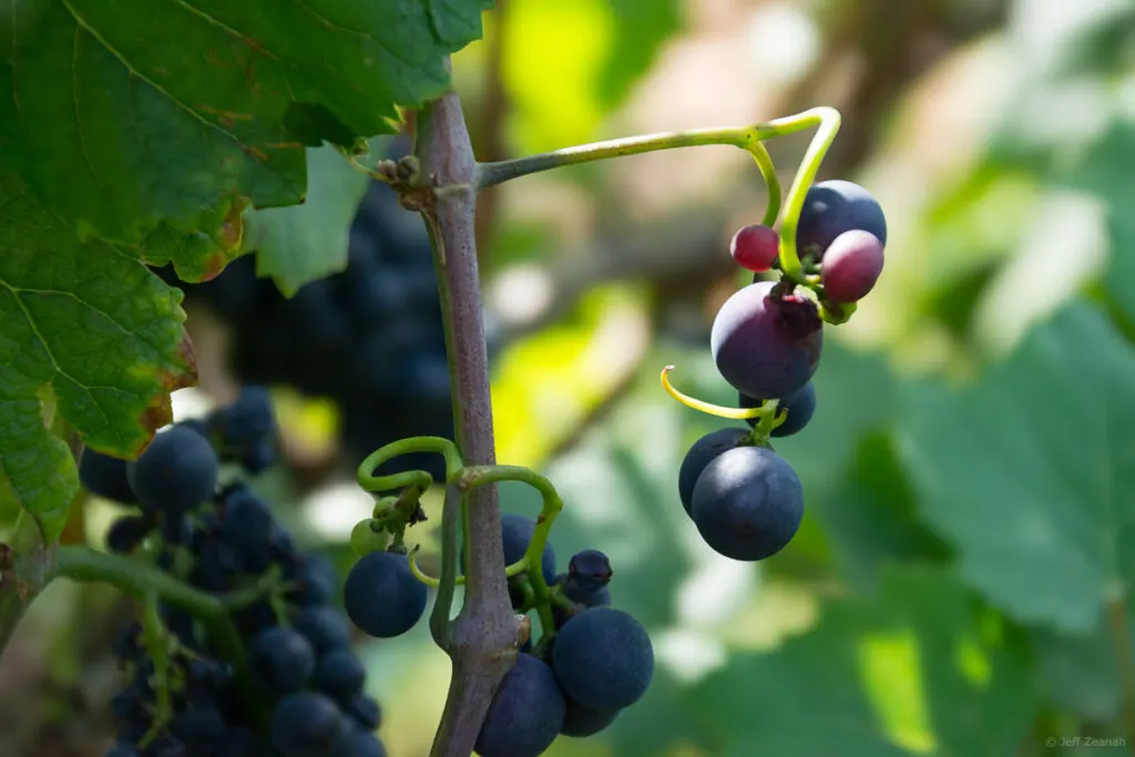 Pinot Noir Grapes growing on the vine